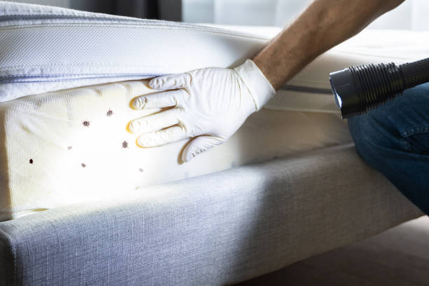 Reliable Boswell, PA Pest Control Solutions